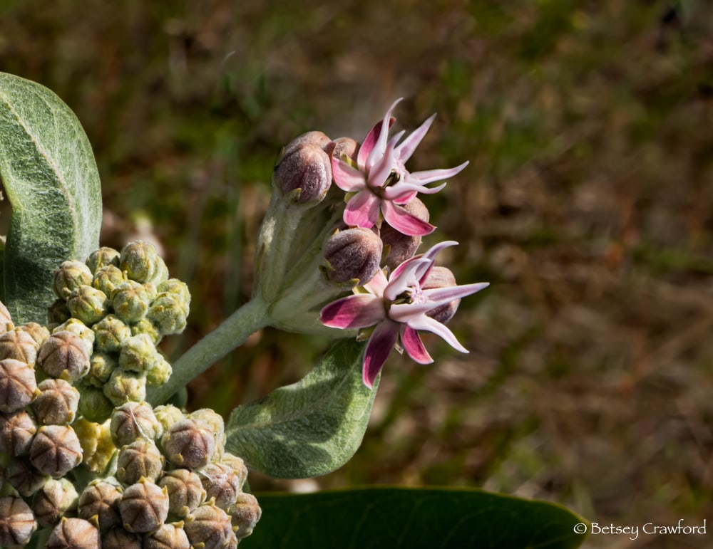 Pink and white showy milkweed (Asclepias speciosa) flowers and greenish-pink buds. Photo by Betsey Crawford
