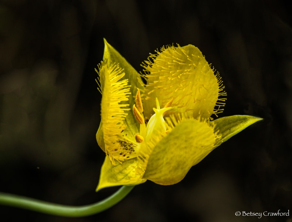 Everything about the yellow mariposa lily (Calochortus luteus) is bright yellow with green washes. Photo by Betsey Crawford.