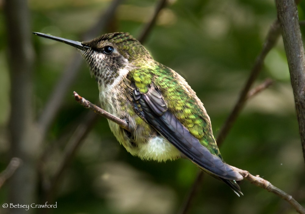 Anna's hummingbird with green iridescence down its side, sits on a twig in a garden in Mill Valley, California. Photo by Betsey Crawford
