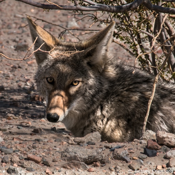 Coyote resting under a creosote bush near Death Valley, California. Photo by Betsey Crawford.