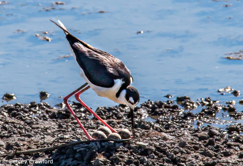 Black necked stilt with four eggs in Corte Madera Marsh, Corte Madera, California by Betsey Crawford