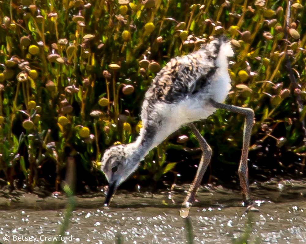 Black necked stilt chick in Corte Madera Marsh, Corte Madera, California by Betsey Crawford