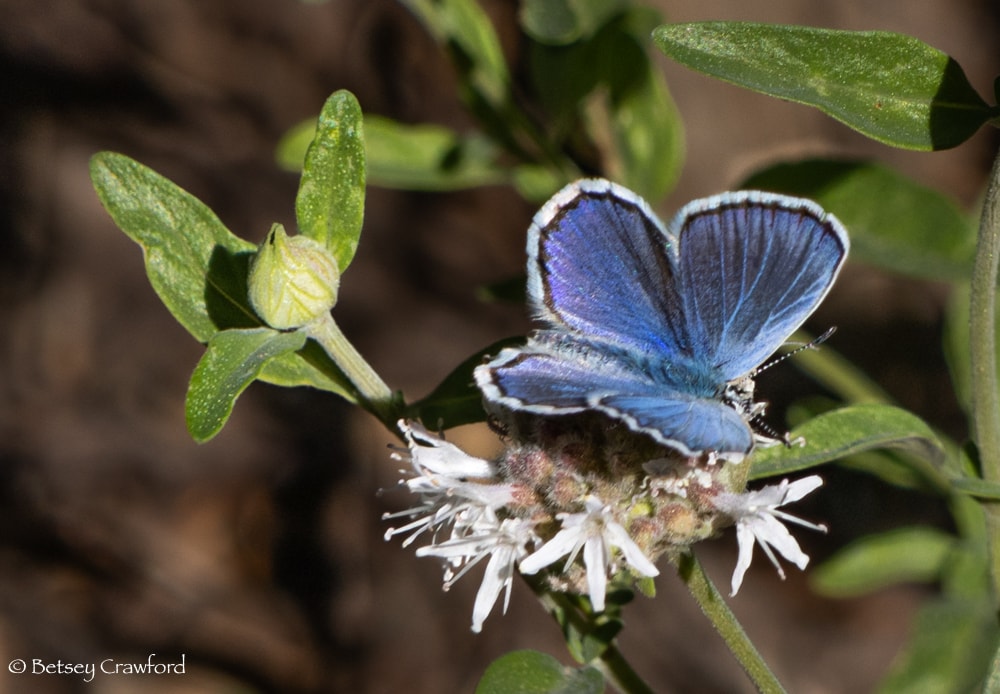 Taking wing: beautiful blue butterfly in the Lycaeides genus on mountain coyote mint (Monardella odoratisima), Page Meadows, Tahoe City, California. Photo by Betsey Crawford.