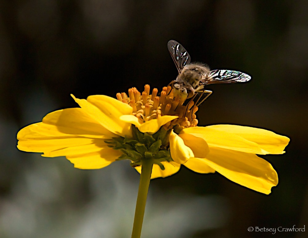 Brittlebush (Encelia farinosa), a member of the Asteraceae family, being visited by a pollinating fly in the Anza Borrego Desert, California. Photo by Betsey Crawford