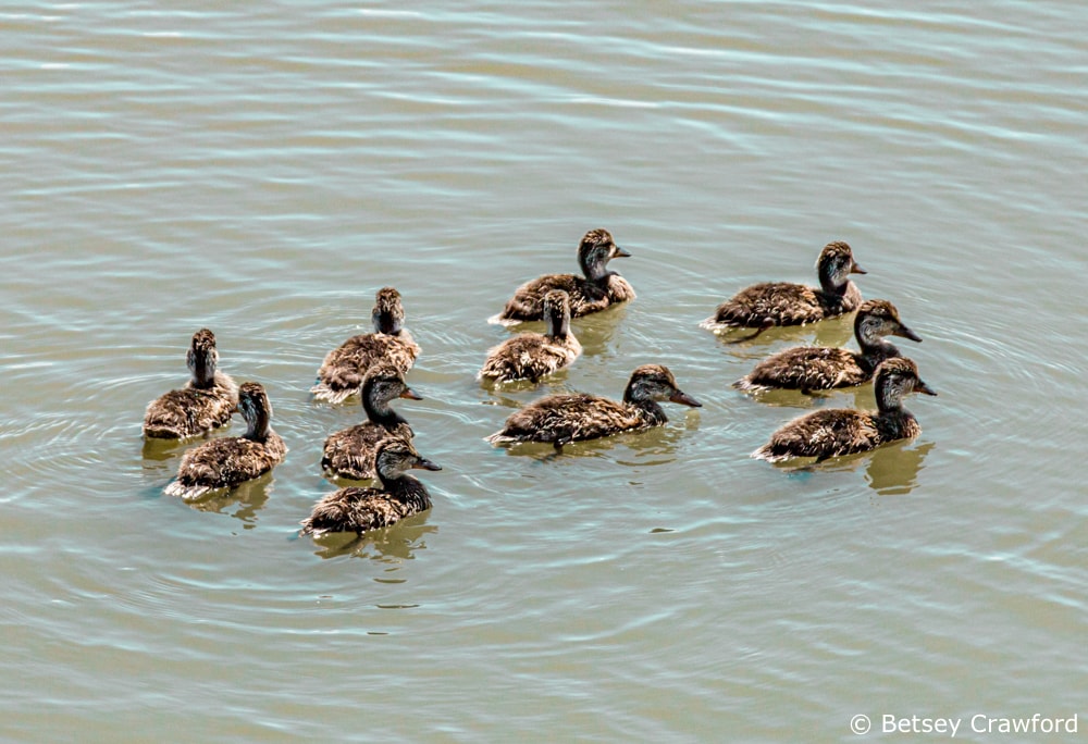 Ducklings in Corte Madera Marsh in Corte Madera, California by Betsey Crawford