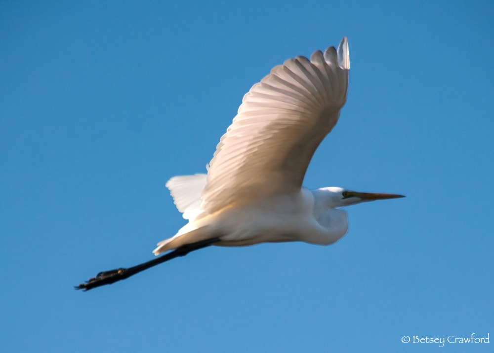 Taking wing: egret in flight, wings catching light, flying over the Corte Madera Marsh, Corte Madera California. Photo by Betsey Crawford