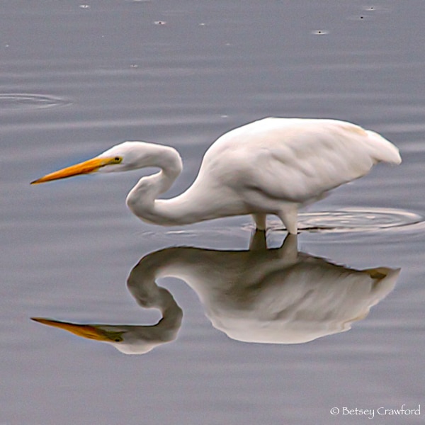 White egret with full reflection in gray water in Corte Madera Marsh, Corte Madera, California. Photo by Betsey Crawford.