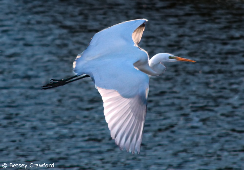 Egret flying over the Corte Madera Marsh, Corte Madera, California by Betsey Crawford