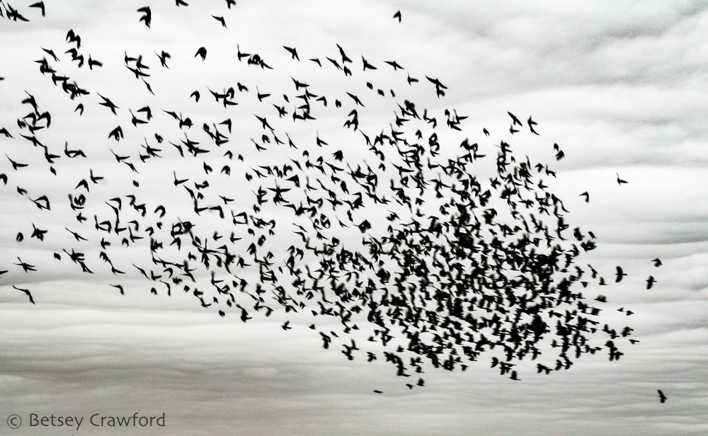 Taking wing: murmurration of birds, likely starlings, black against a gray, cloudy sky in the Quivara National Wildlife Refuge, Kansas. Photo by Betsey Crawford.