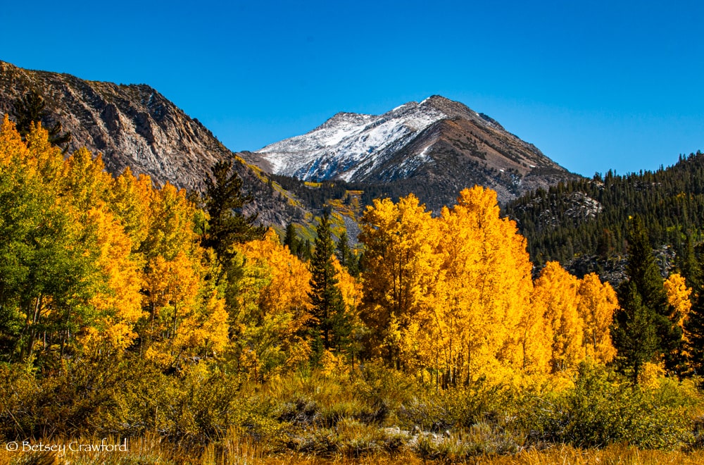 Golden aspens against the mountains in Bishop Creek Canyon, Bishop, California. Photo by Betsey Crawford.