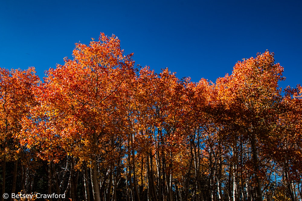 Vivid red and orange fall color, aspen leaves against a deep blue sky along the road in the eastern Sierra Nevada. Photo by Betsey Crawford.