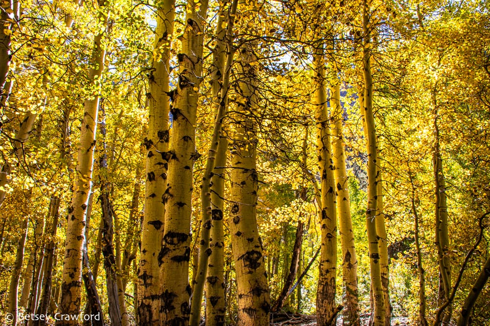 Vivid fall color in aspen leaves (Populous tremuloides) turning the whole forest yellow in Lundy Canyon, near Lee Vining, California. Photo by Betsey Crawford