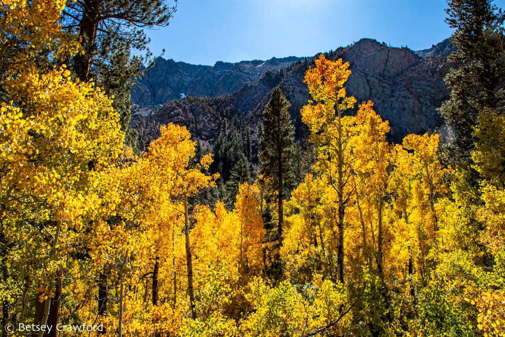 Bright yellow fall color in aspen leaves (Populous tremuloides) set against mountains in Lundy Canyon, near Lee Vining, California. Photo by Betsey Crawford
