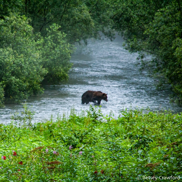 A bear fishing for salmon in a river running through a very green Tongass National Forest. Photo by Betsey Crawford.