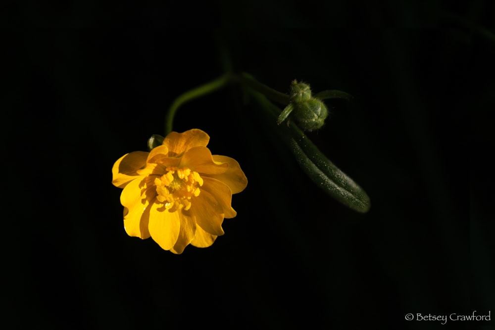 A deep yellow California buttercup (Ranunculus californica) with buds and leaf against a dark background. Photo by Betsey Crawford.