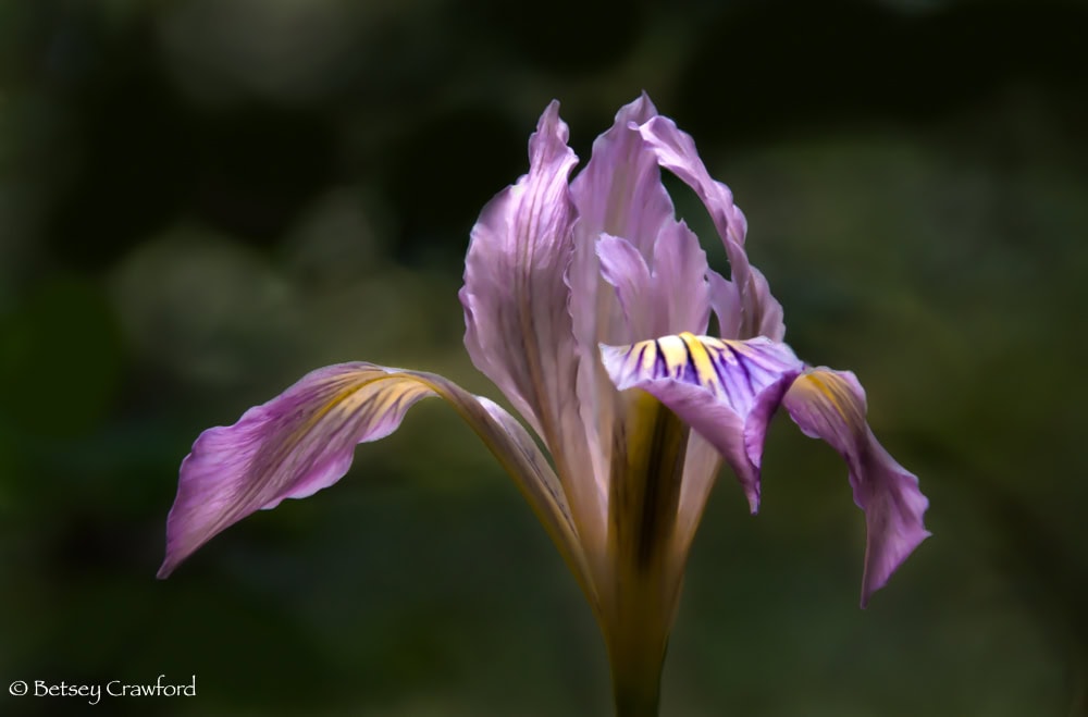 Pale purple iris (Iris douglasii) with yellow and deeper purple markings showing bees where to enter. Photo by Betsey Crawford.