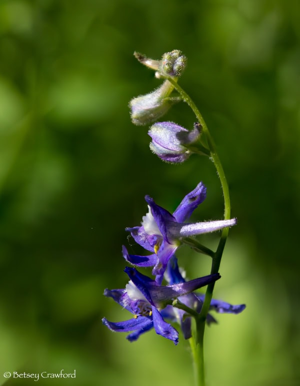 Larkspur (Delphinium nuttalianum) stalk with several deep purple flowers and lavender buds. Photo by Betsey Crawford