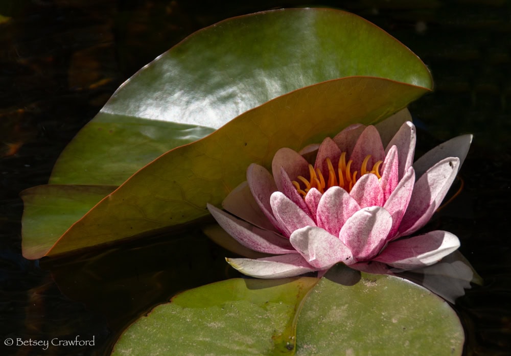 A luminous pink water lily (Nymphaea species) with yellow anther partially tucked under a lily pad. Photo by Betsey Crawford.