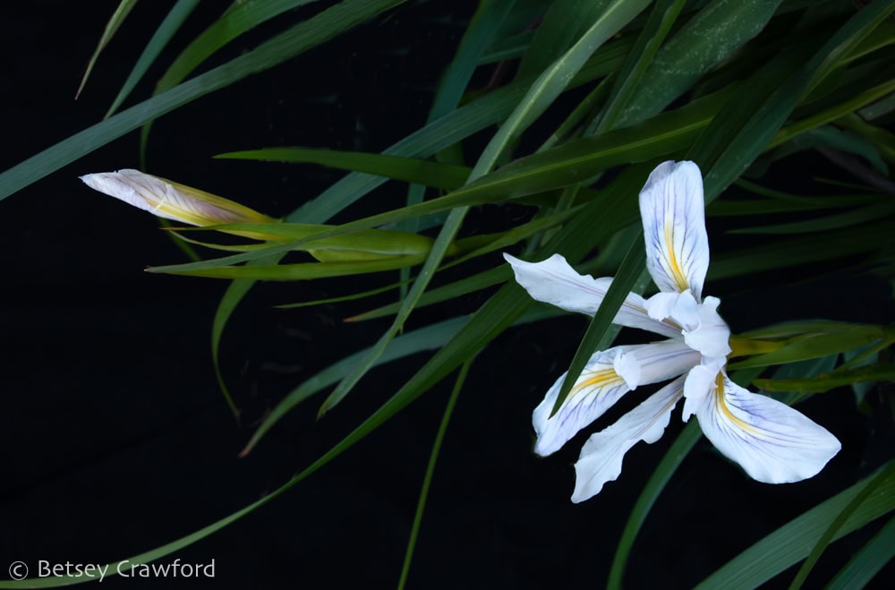 White iris douglasiana  with bud in a curving mass of dark green leaves against a black background. Photo by Betsey Crawford.