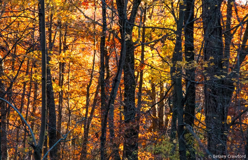 Gold, orange and yellow leaves lit by the sun past dark, upright trunks of trees. Photo by Betsey Crawford