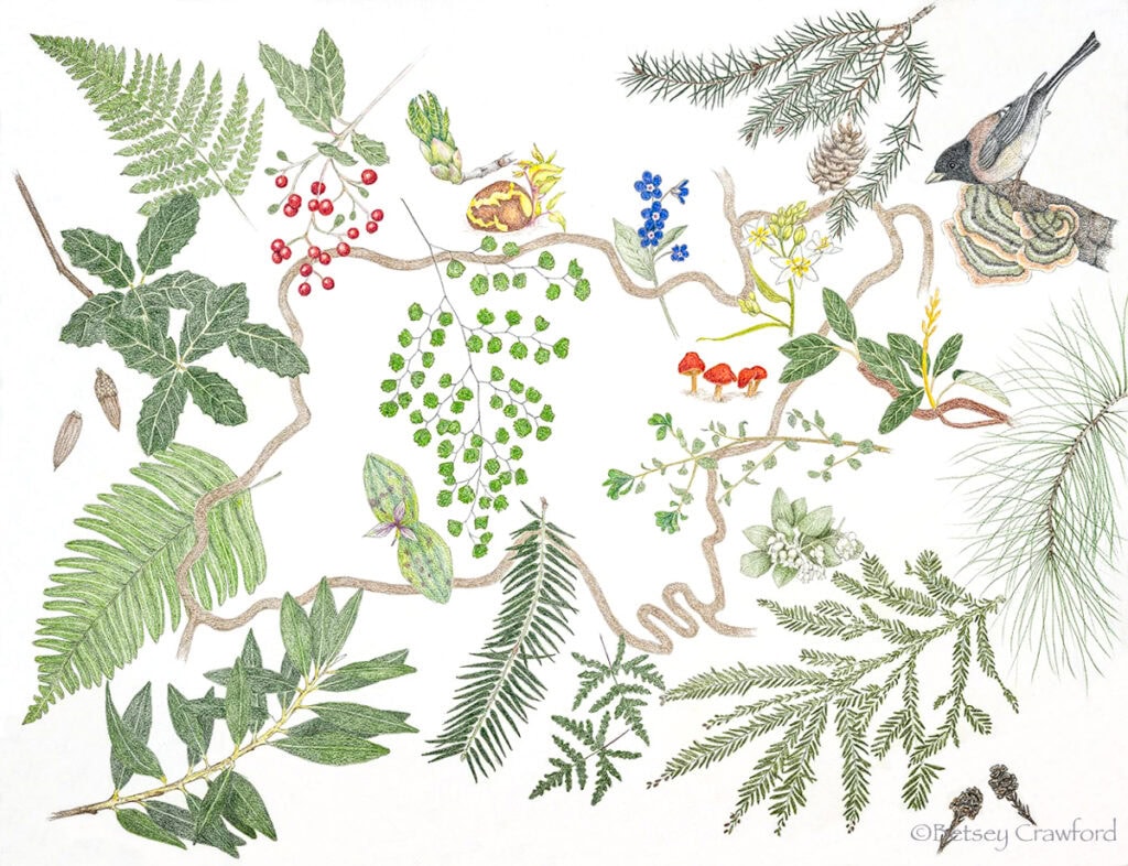 A colored pencil drawing of the wonders of nature in winter on King Mountain in Larkspur, California. Included are four types of ferns, toyon berries, an Oregon junco, leaves, acorns, and cones from 7 different types of trees, several flowers, a few shrubs, a couple of different kinds of mushrooms. Art by Betsey Crawford.