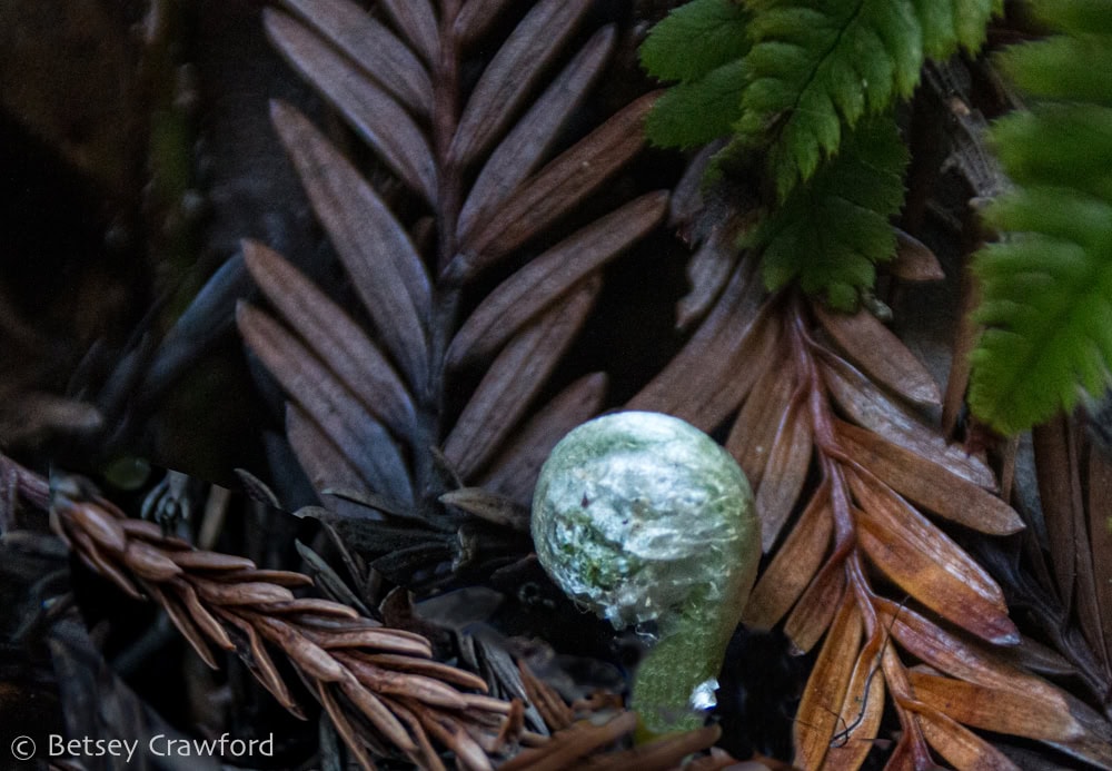 A tiny fiddlehead of a new fern pokes out of the ground amid the short, dry, reddish-brown needles on the ground of a redwood forest. In the upper right some ferns tips, likely the parent. Photo by Betsey Crawford.