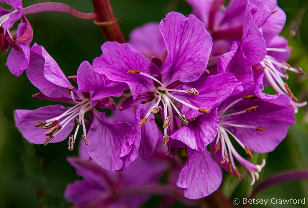 A close up of brilliant 4-petalled magenta fireweed (Chamaenerion angustifolia) with white stamens and orange anthers. Photo by Betsey Crawford