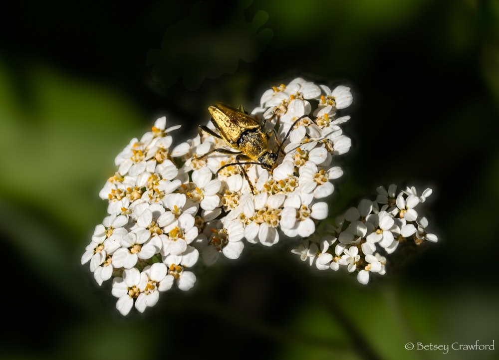 Mountain achillea (Achillea millefolium lanulosa) with flat clusters of white flowers with yellow gold centers being visited by a gold beetle in the  Sierra Nevada. Photo by Betsey Crawford