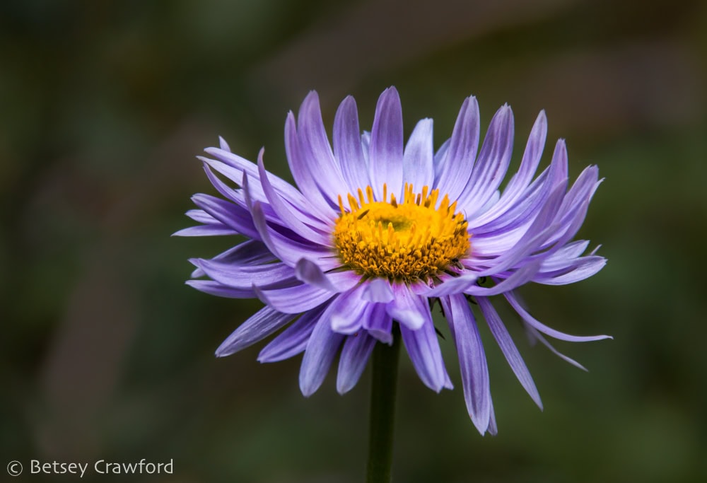 A single head of lavender tall purple fleabane (Erigeron pereginus) with yellow center agiast a dark green background. Photo by Betsey Crawford.