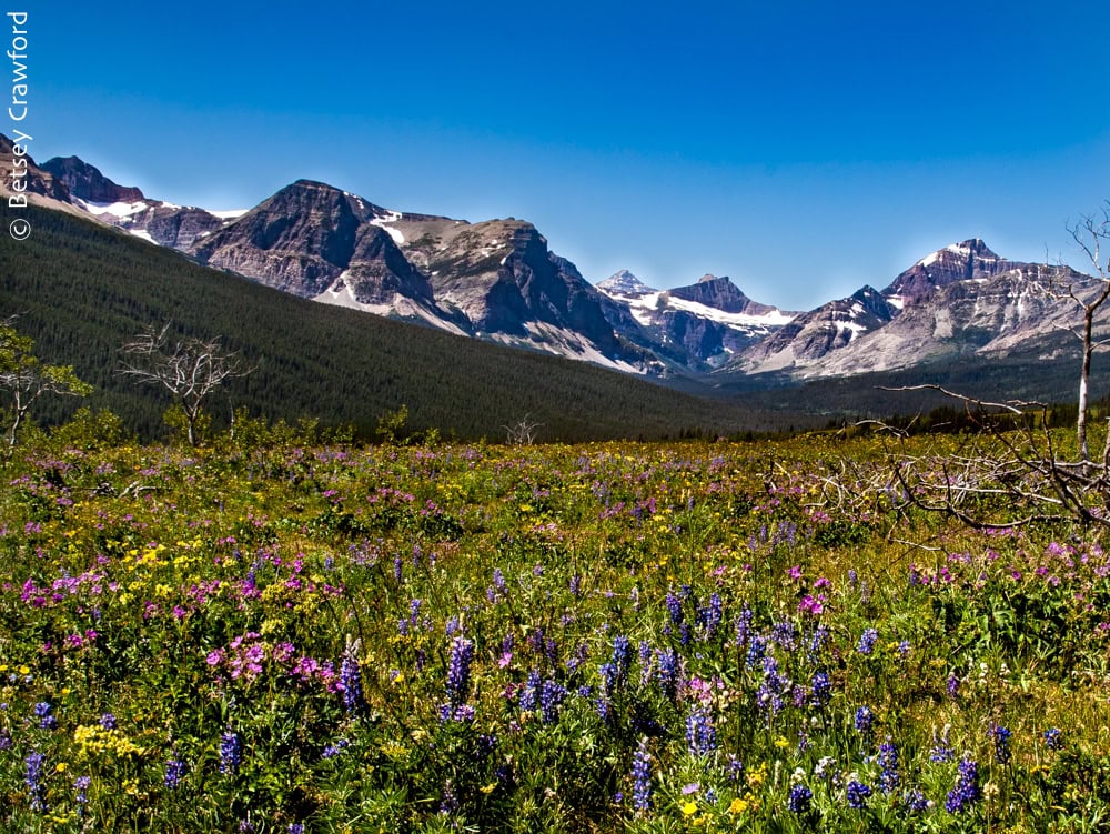 A multicolored wildflower meadow against a backdrop of snow topped mountains and blue sky in Glacier National Park. Photo by Betsey Crawford.