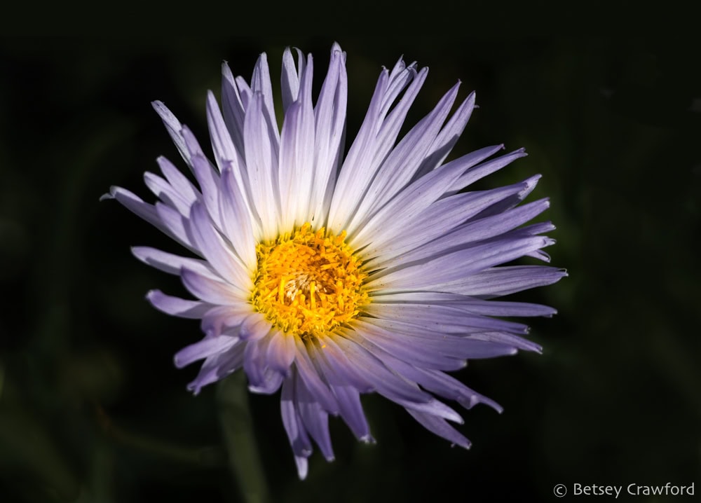 Mojave woodyaster's delicate white and lavender strappy, petal-like flowers surround a center of deep yellow disk flowers. Photo by Betsey Crawford.