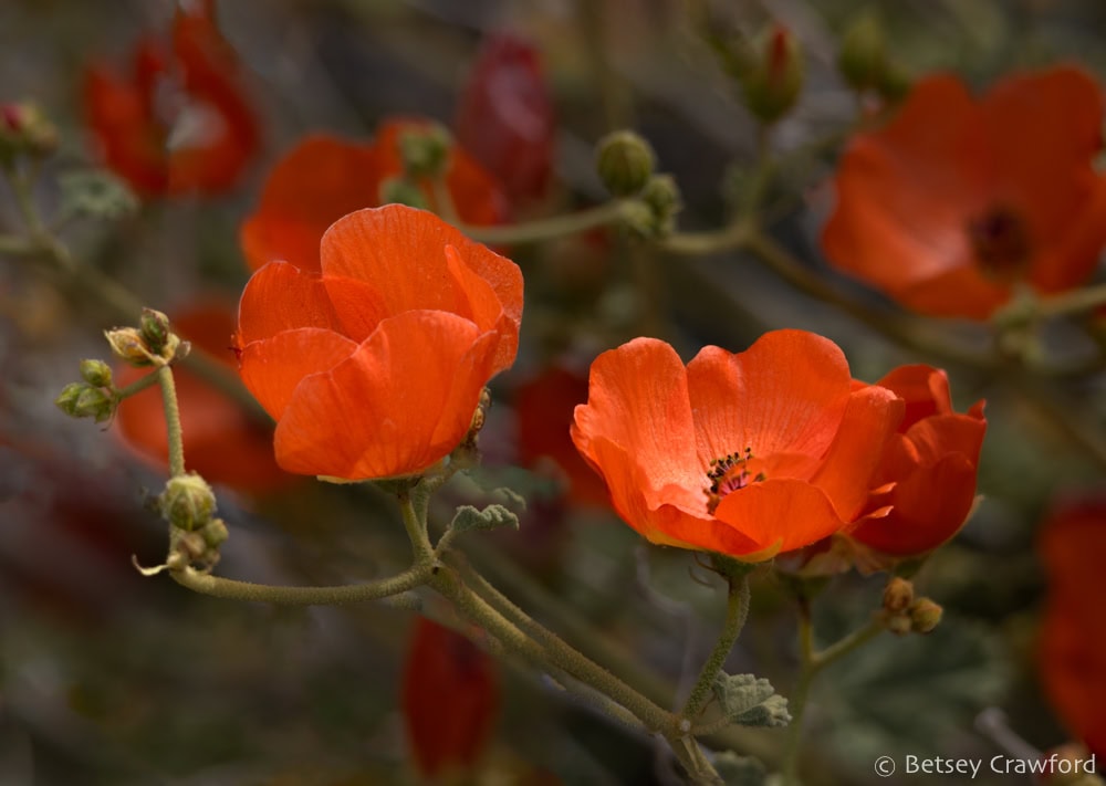 Vibrant orange flowers of apricot globe mallow in Death Valley, California. Photo by Betsey Crawford.