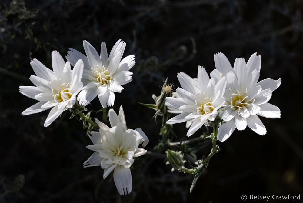 Several bright white flowers of desert chicory blooming in Death Valley, California. Photo by Betsey Crawford.