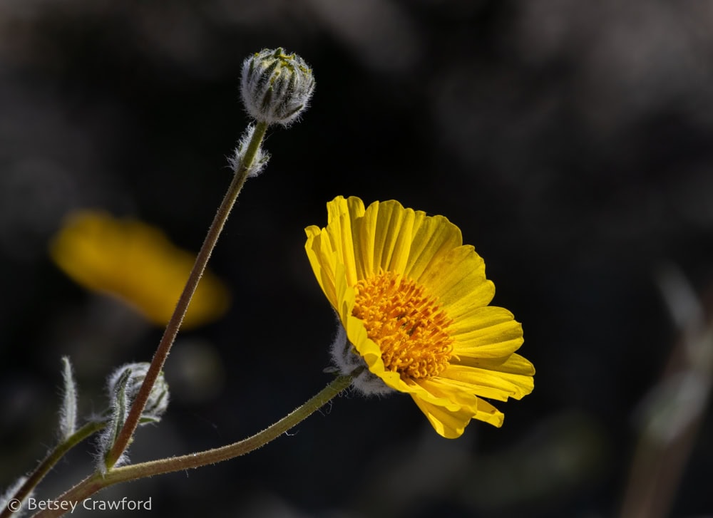 Deep yellow desert gold flower, aster-shaped, with bud. Fuzz on the bud protects from heat and sun. Photo by Betsey Crawford.