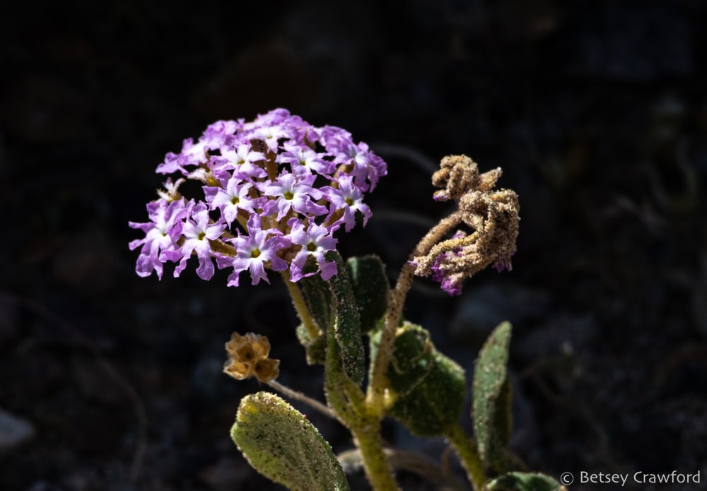 The white-centered, purple-tipped flowers of desert sand verbena glow in Death Valley. The leaves and bud are covered with sand. Photo by Betsey Crawford.