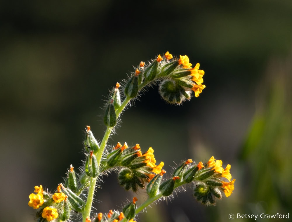 The buds and orange-yellow flowers of fiddle necks grow all along their curving stems. Photo by Betsey Crawford.