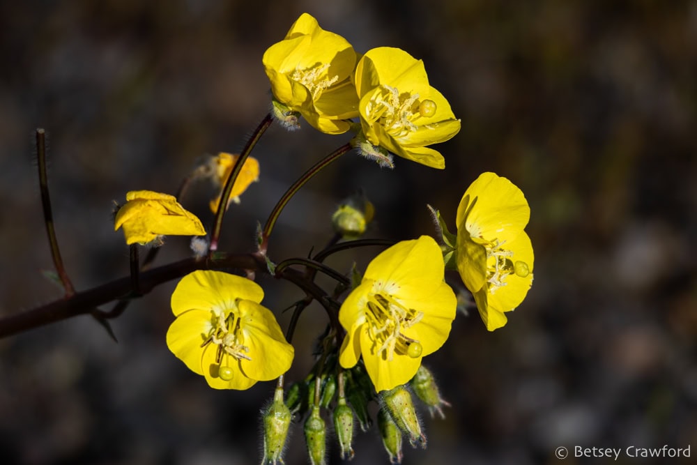 Cluster of bright yellow cup-shaped flowers of heart-leaf sun cup. Photo by Betsey Crawford.