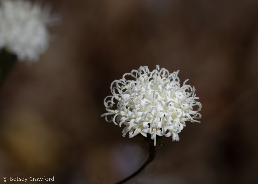 The fluffy white flowered of pebble pincushion against a blurry brown desert background. Photo by Betsey Crawford.
