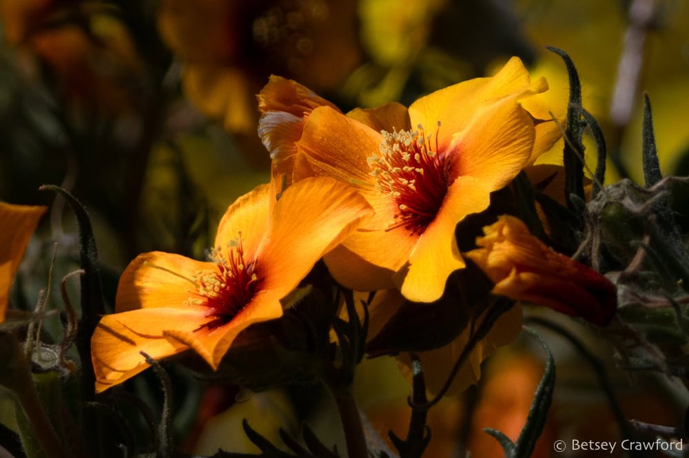 Vibrant orange flowers of San Joaquin blazing star catching the sun in the Carrizo Plain, California. Photo by Betsey Crawford.