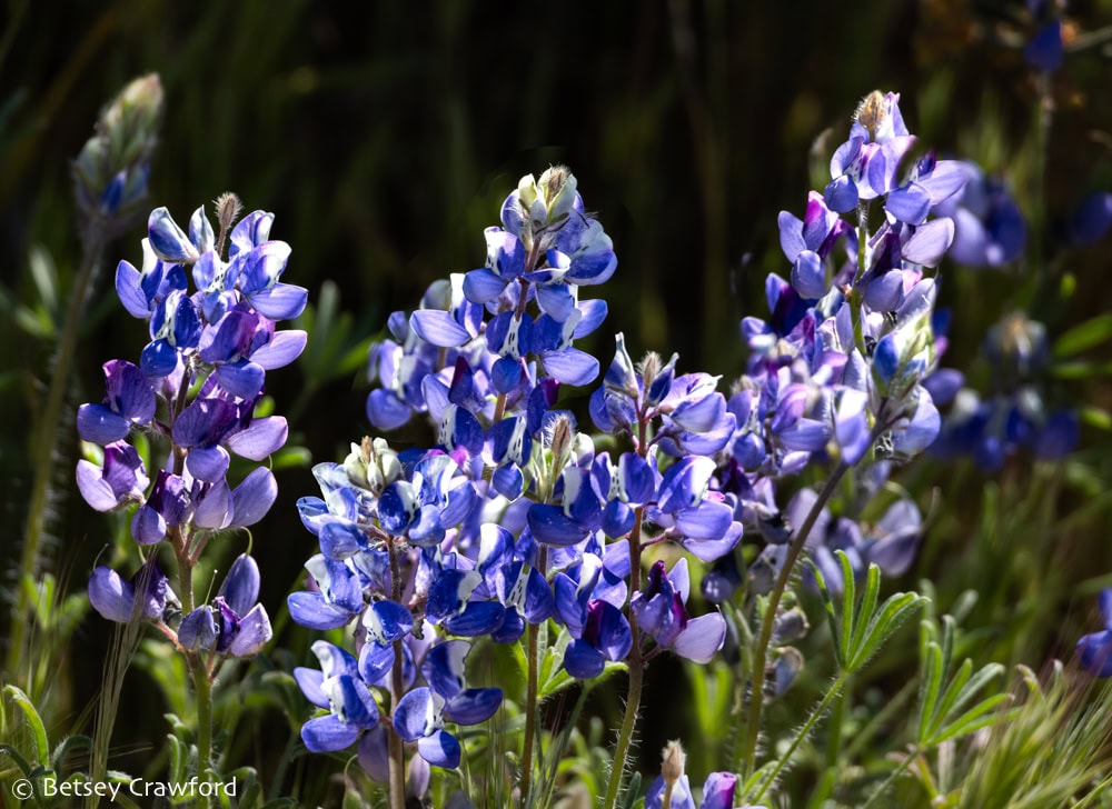 White, purple, and blue stalks of lupine flowers thriving in the desert of Death Valley. Photo by Betsey Crawford.