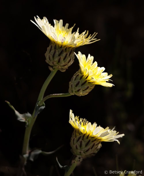 Bright yellow-white flowers of snake's head catching the sun in the Carrizo Plain. Photo by Betsey Crawford.
