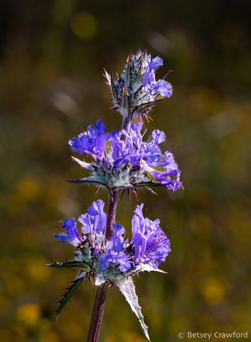 Vibrant blue flowers of thistle sage growing from white, web-covered bases along the stalk. The spiky leaves are also protected by white webbing. Photo by Betsey Crawford.