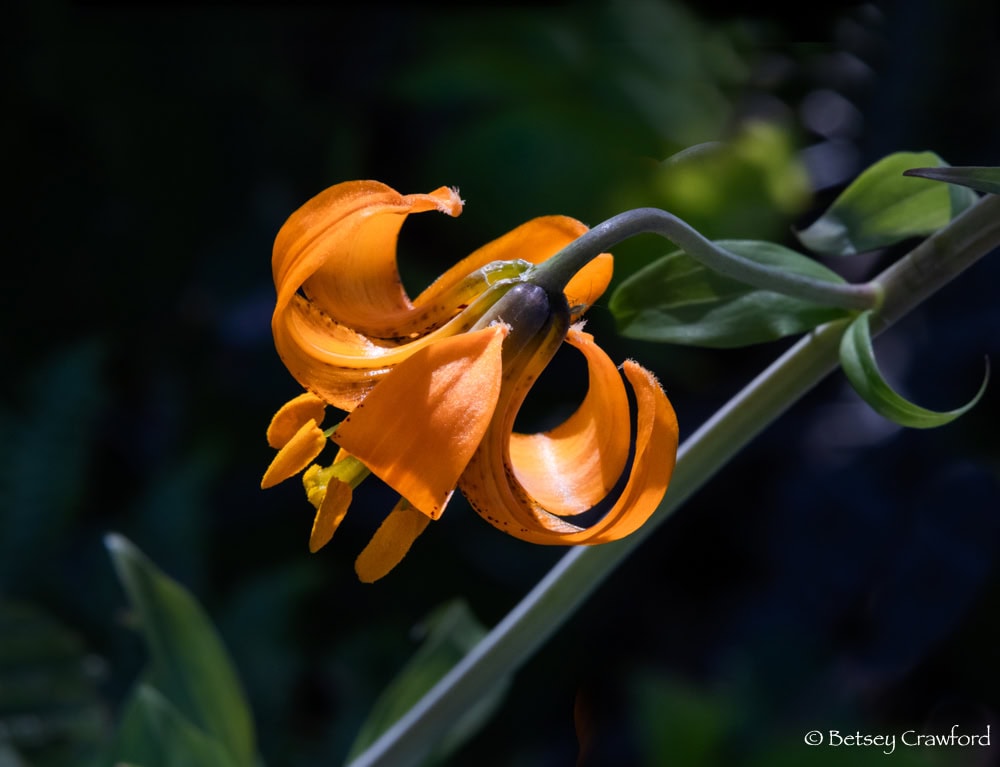 A vivid orange Columbia lily (Lilium columbianum) with its reflexing petals curving backwards. The stamens showing below the petals are as orange as the flower. Photo by Betsey Crawford.
