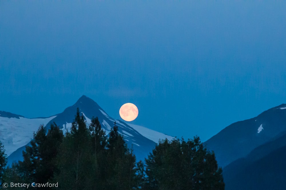 In a deep blue sky over blue mountains, a full moon rises over the mountains and spruce trees along the road in Alaska. Photo by Betsey Crawford.
