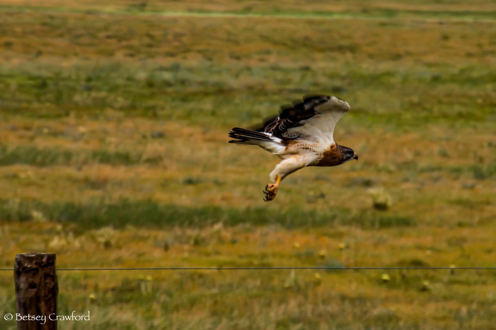 A hawk flies off after resting on a fence post in the Pawnee National Grasslands in Colorado. Photo by Betsey Crawford.
