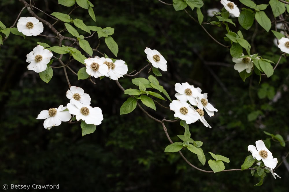 White dogwood flowers and their green leaves cascade diagonally down from upper left to lower right. Photo by Betsey Crawford.
