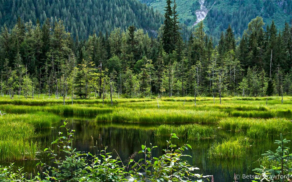 The vivid greens of a wetland in the Tongass National Forest lead to deeper greens and then bluer spruce trees going up a mountain. Photo by Betsey Crawford.
