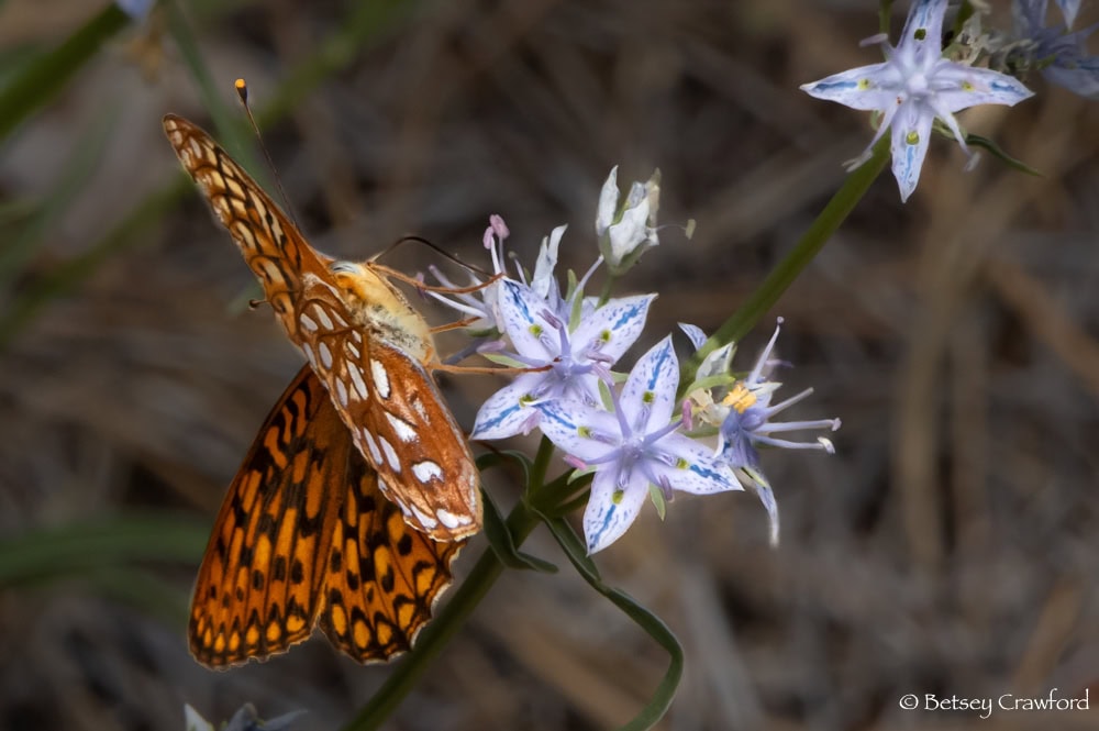 An orange, white, and black butterfly feasts on a pale blue. four-petalled whitestem frasera (Frasera albicaulis). Photo by Betsey Crawford.
