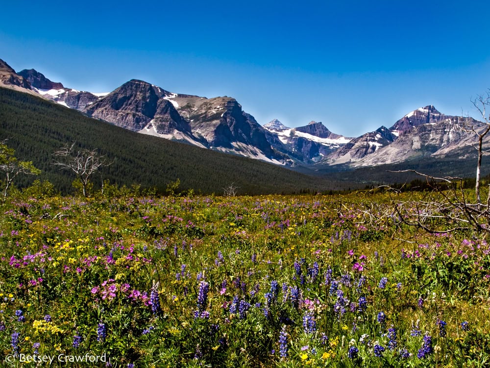 Roadside beauty: a field of blooming wildflowers leads to the mountains of Glacier National Park.  Photo by Betsey Crawford.
