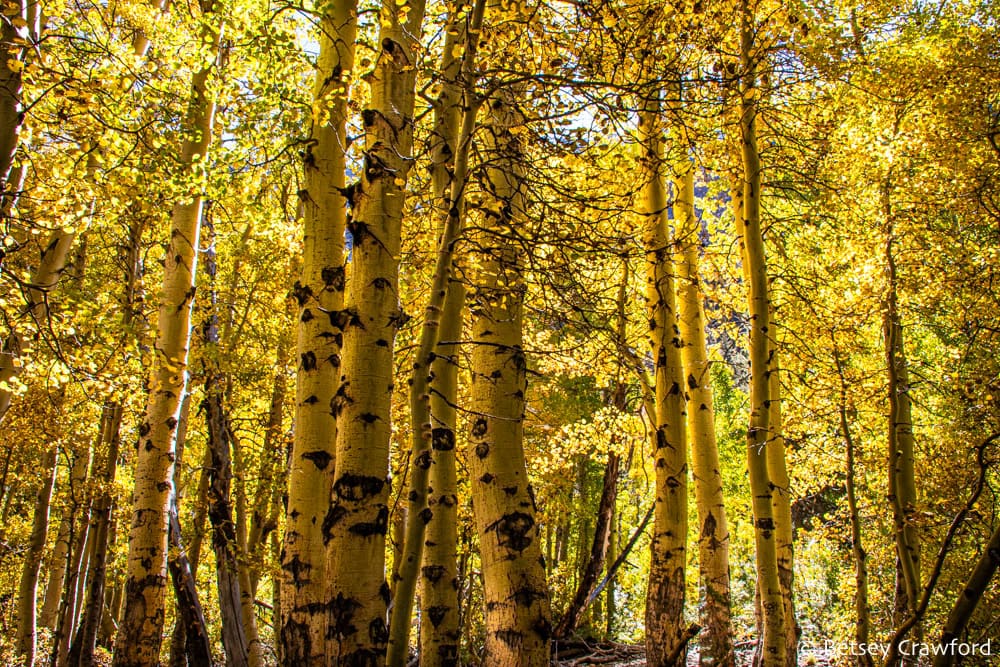 In the Sierra Nevada autumn turns the aspen leaves vivid yellow. This scene of their white and black trunks against golden leaves makes the air look gold. Photo by Betsey Crawford.
